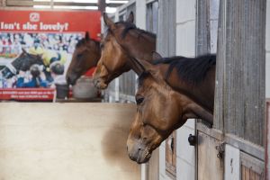 _Ben haslam middleham 6.jpg